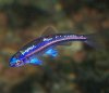 Notropis_Chrosomus.jpg
