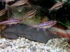 Notropis-chrosomus.jpg