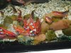 notropis-chrosomus-3.jpg
