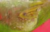 DSC01133_klein_zoom.jpg DSC01133_klein_zoom.jpg