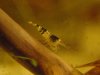 Bees und Skalare 228 (960 x 720).jpg