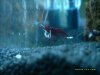 Aquarien 050.JPG