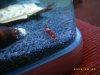Sulawesi5 015.JPG Sulawesi5 015.JPG