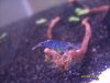 Blue dark 104.JPG