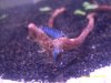 Blue dark 118.JPG