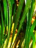 P1170562r.jpg