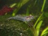 Macrobrachium sp. r..jpg