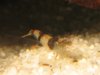 triops 067.jpg