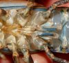Procambarus spiculifer Begattungsgriffel.jpg