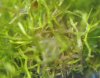 Riccia Fluitans.JPG Riccia Fluitans.JPG