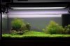 aquascaping 005 (1024x680).jpg