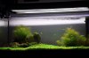 aquascaping 008 (1024x680).jpg
