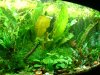 Aqarium August 2010 018.JPG