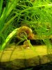 goldi.jpg goldi.jpg