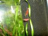 09.09.10 Aquarium 014.jpg