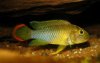 Apistogramma_nijsseni_%28m%29.jpg