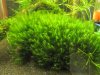 Fissidens fontanus.jpg Fissidens fontanus.jpg