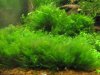 Fissidens spec.jpg Fissidens spec.jpg