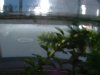 Wasserpest 005.JPG