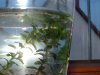 Wasserpest 009.JPG