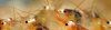closeup.jpg closeup.jpg