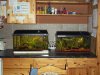 unsere Aquarien 14.11.2010.JPG unsere Aquarien 14.11.2010.JPG