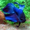 Betta_splendens_24.jpg Betta_splendens_24.jpg