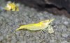 Yellow1.jpg
