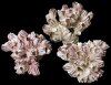 barnacle-clusters.jpg