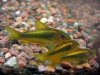 3Corydoras.jpg