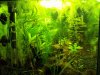 GarnelenAQ 12.12.10 links.JPG