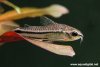 corydoras_pygmaeus_01.jpg