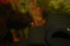 tn_DSC_0431.JPG tn_DSC_0431.JPG