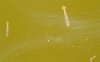 m-larve-4w-5.jpg