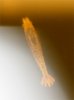 m-larve-4w-3.jpg