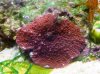 01-14_Anemone-Flecken_kl-Teil.JPG 01-14_Anemone-Flecken_kl-Teil.JPG