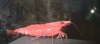 20100804090944k.jpg