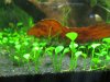 marsilea_hirsuta.JPG marsilea_hirsuta.JPG