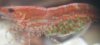 20100211081215k.jpg