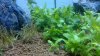 Blackbees4.jpg Blackbees4.jpg