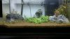 Blackbeebecken2.jpg Blackbeebecken2.jpg