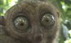 augen.jpg