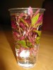 Alternanthera reinecki burgunderrot.JPG Alternanthera reinecki burgunderrot.JPG