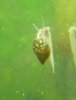 Schnecke1.jpg
