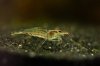 110228_Amano_1.jpg 110228_Amano_1.jpg