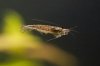 110228_Amano-Garnele_schwimmend.jpg 110228_Amano-Garnele_schwimmend.jpg