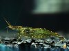 neocaridina_heteropoda_var_cobbie.jpg