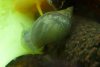 schnecke4.jpg schnecke4.jpg