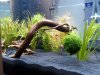 110318 - Aquariumpflanzen.jpg