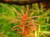 Rotala sp. Goias_(1600_x_1200).jpg Rotala sp. Goias_(1600_x_1200).jpg